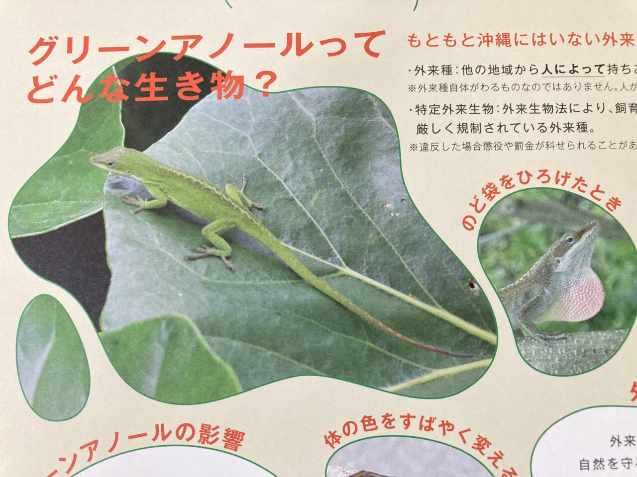 グリーンアノール